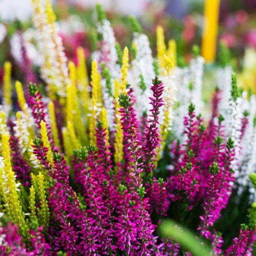 little-swatara-creek-flowers_9